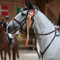 Thender Van De Zuuthoeve Z