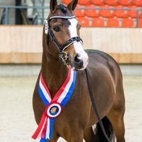 Thunbergia's Galanthus