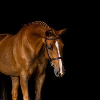 River Lady van't Meulenhof