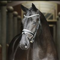 Blue Hors Glamourville