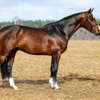 JACKSON DE PREPINSON