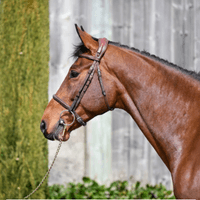 Ensor van Spalbeek Z