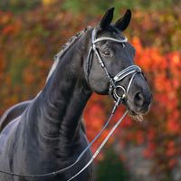 Tannenhof's Download