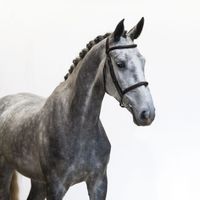 Sambucca van Het Bokt