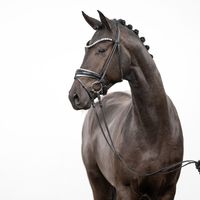 Hengst von Morricone I X Rock Forever I