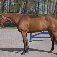 Quintessential Optima