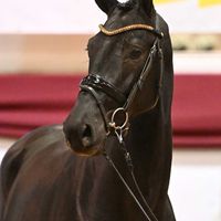 Hengst v. Monator vd Radstake - Aganix du Seigneur