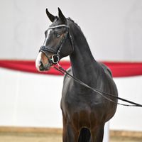 Hengst v. Jilbert van het Ruytershof - Diarado