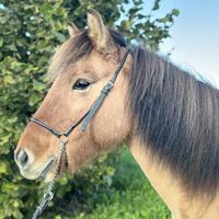 Grilla Frá Grafarkoti