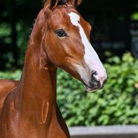 Crazy Daisy Axelhoeve Z