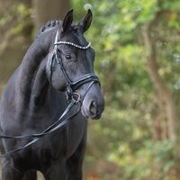 Hengst von Bernay/De Niro