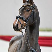 Hengst V. Cornet's Balou - Chellano Z