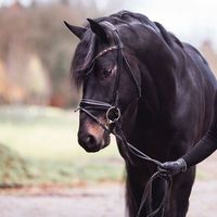 Nymphenburgs Famous Boy