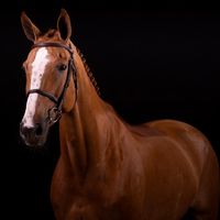 Ellice de L'oseraie Z