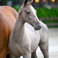 Emilia van de Lentakker A&T Z