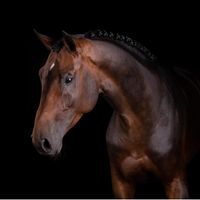 C'est Chic van de Yzervallei Z