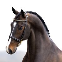 O'bailey Vh Brouwershof