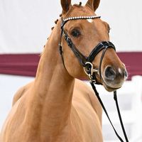 Hengst V. Contact Me - Comme Il Faut NRW