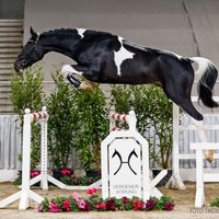 Hengst von Ulyss Morinda / Stolzenberg