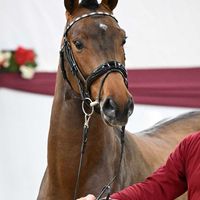 Hengst v. Solid Gold - Canstakko