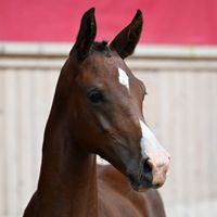 Bchestnutvigs Camirado