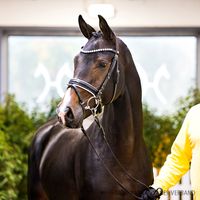 Raven / Fürst Wilhelm