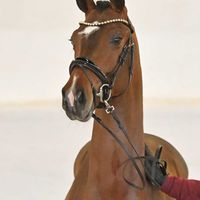 Hengst V. Vitalis - Fürst Romancier