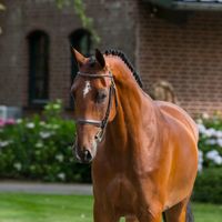 Novastar van de Krekel