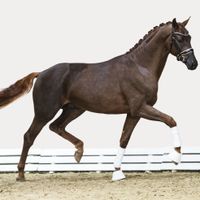 Hengst von Bon Courage X Quaterback