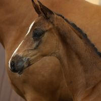 Magic Million By J&J