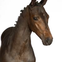 Ultralottie Eickenrode