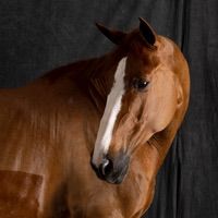 Davidguetta de Circee