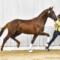 Hengst von Bon Courage/Rotspon