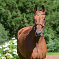 MISS PARIS BLUE OLSEN STABLES