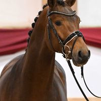 Hengst V. Dia Corrado - Lordanos