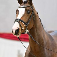 Hengst V. Oganero P - Carleyle