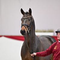 Hengst V. Morricone I - Alemany