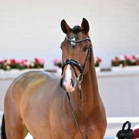 Hengst V. Armison - Askari