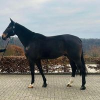 Plutos Aus Dem Broeltal