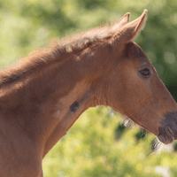 M‘Avalanche De Jubri