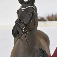 Hengst von Heartbreaker/Diarado