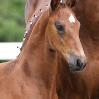 Ciarado von Weidmannsruh