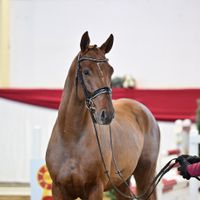 Hengst V. Cornet's Quaprice - Consul