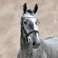 Commil Champ Z / Nabab de Reve