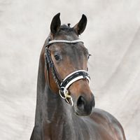 Fynch Hatton / Fürst Romancier