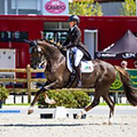 Herr Charmeur Coolhorses