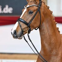 Hengst V. Damaschino I - Zackman M