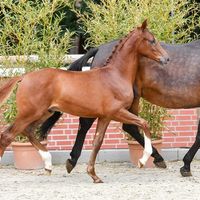 Fohlen von Bon Esprit/Damsey