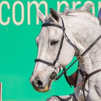 Cupido van de Hoefslag Z