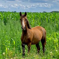 Fohlen von Benicio / Dauphin